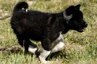 WMF3, a female Akita for sale in Anza, CA – Photo 6 of 10
