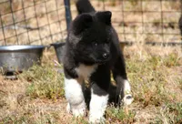 WMF3, a female Akita for sale in Anza, CA – 6 of 10