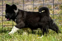 WMF3, a female Akita for sale in Anza, CA – Photo 9 of 10