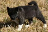 WMF3, a female Akita for sale in Anza, CA – 4 of 10