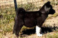 WMF3, a female Akita for sale in Anza, CA – 5 of 10