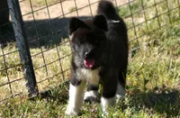 WMF3, a female Akita for sale in Anza, CA – 9 of 10
