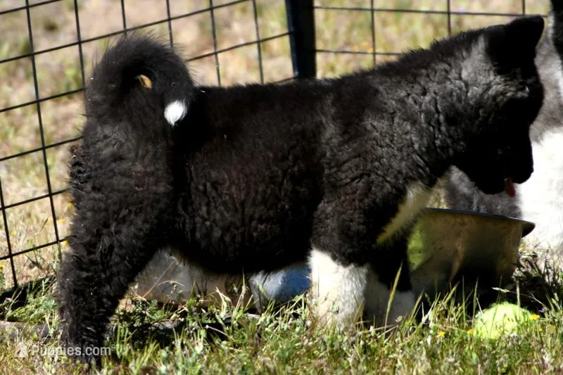 WMF3 – Akita puppy for sale in Anza, CA