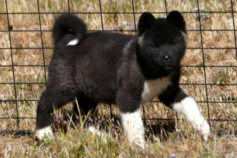 WMF3 – Akita puppy for sale in Anza, CA