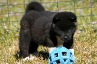 WMF3, a female Akita for sale in Anza, CA – Photo 10 of 10