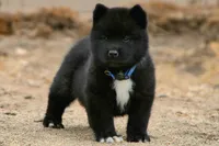 NTM1 HOLD, a male Akita for sale in Anza, CA – 3 of 7