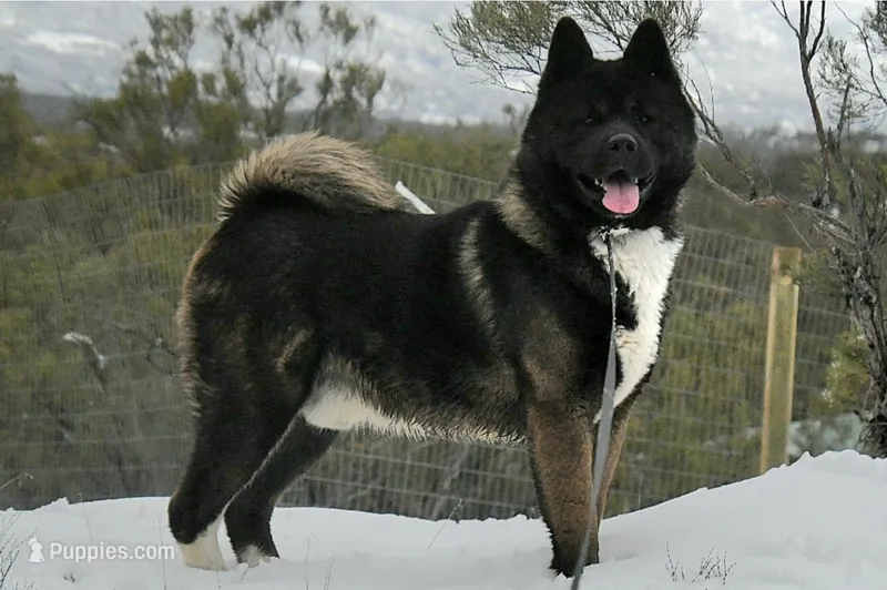 EOF2 HOLD – Akita puppy for sale in Anza, CA