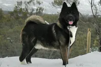 EOF2 HOLD, a female Akita for sale in Anza, CA – 1 of 8