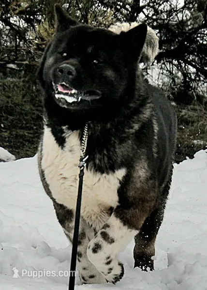 GLM1  – Akita puppy for sale in Anza, CA