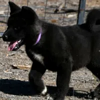 MTF2., a female Akita for sale in Anza, CA – Photo 10 of 10