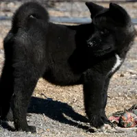 MTF2., a female Akita for sale in Anza, CA – Photo 4 of 10