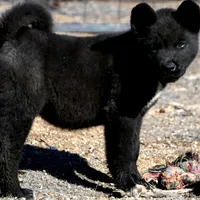 MTF2., a female Akita for sale in Anza, CA – Photo 2 of 10
