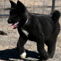 MTF2., a female Akita for sale in Anza, CA – Photo 8 of 10