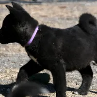 MTF2., a female Akita for sale in Anza, CA – Photo 3 of 10