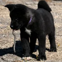 MTF2., a female Akita for sale in Anza, CA – Photo 1 of 10