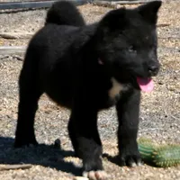 MTF2., a female Akita for sale in Anza, CA – Photo 6 of 10