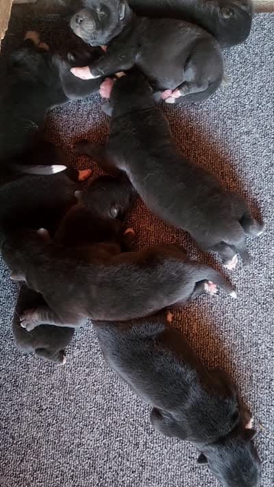 NTM0 SOLID JET BLACK, a male Akita for sale in Anza, CA – 3 of 3