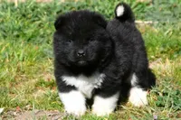 WMF3, a female Akita for sale in Anza, CA – Photo 4 of 7