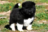 WMF3, a female Akita for sale in Anza, CA – Photo 3 of 7