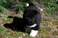 WMF3, a female Akita for sale in Anza, CA – Photo 7 of 7