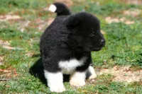 WMF3, a female Akita for sale in Anza, CA – Photo 1 of 7