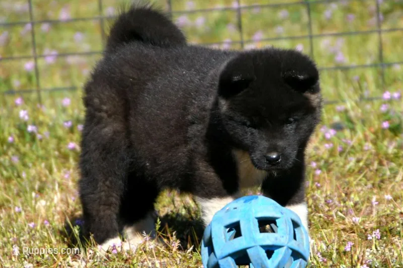 WMF3 – Akita puppy for sale in Anza, CA
