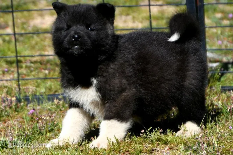 WMF3 – Akita puppy for sale in Anza, CA