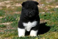 WMF3, a female Akita for sale in Anza, CA – Photo 6 of 7