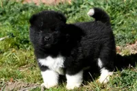 WMF3, a female Akita for sale in Anza, CA – Photo 5 of 7