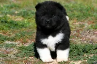 WMF3, a female Akita for sale in Anza, CA – Photo 2 of 7