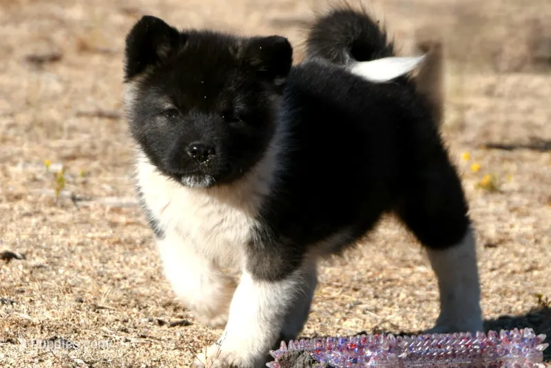 EOF0 HOLD – Akita puppy for sale in Anza, CA