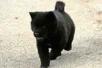 MIDNIGHT , a male Akita for sale in Anza, CA – 3 of 10