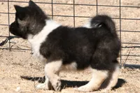 EOF0 , a male Akita for sale in Anza, CA – 7 of 10