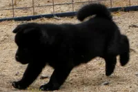 PKF1 HOLD, a female Akita for sale in Anza, CA – 2 of 10