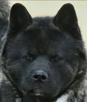 EOF2 HOLD, a female Akita for sale in Anza, CA – 5 of 8