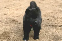 NTF1, a female Akita for sale in Anza, CA – 4 of 10