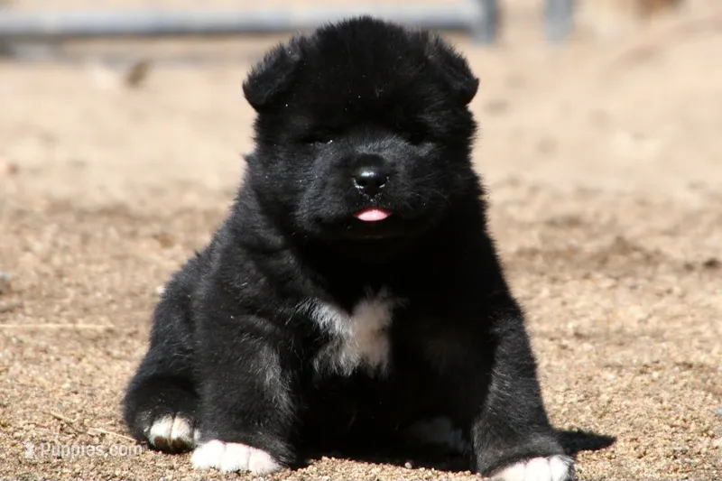 DMF1  – Akita puppy for sale in Anza, CA