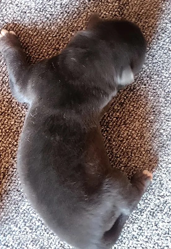 NTM2 – Akita puppy for sale in Anza, CA