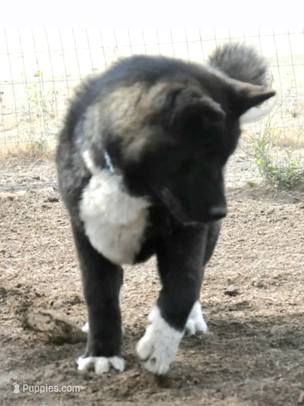 GLM3 – Akita puppy for sale in Anza, CA