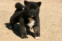 EOM0 HOLD, a male Akita for sale in Anza, CA – 3 of 6