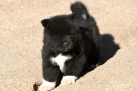 EOM2, a male Akita for sale in Anza, CA – 5 of 10