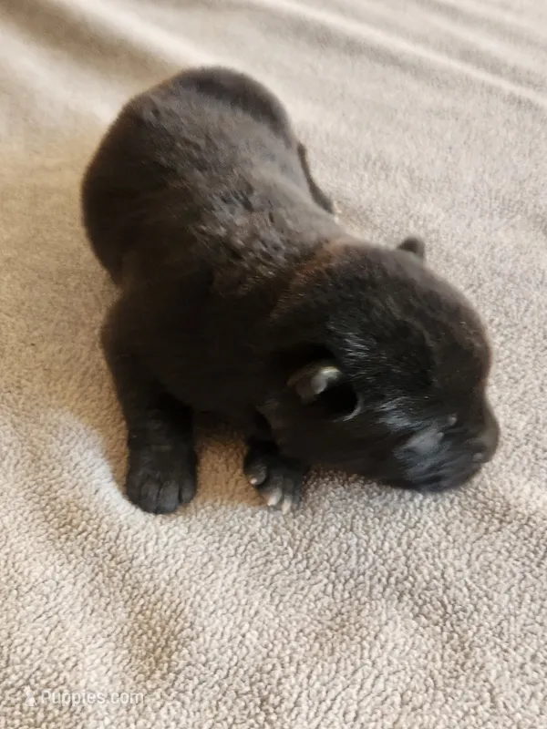 NTM2 – Akita puppy for sale in Anza, CA
