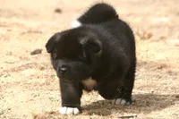 DMF1 SOLD MELISSA, a female Akita for sale in Anza, CA – 7 of 9