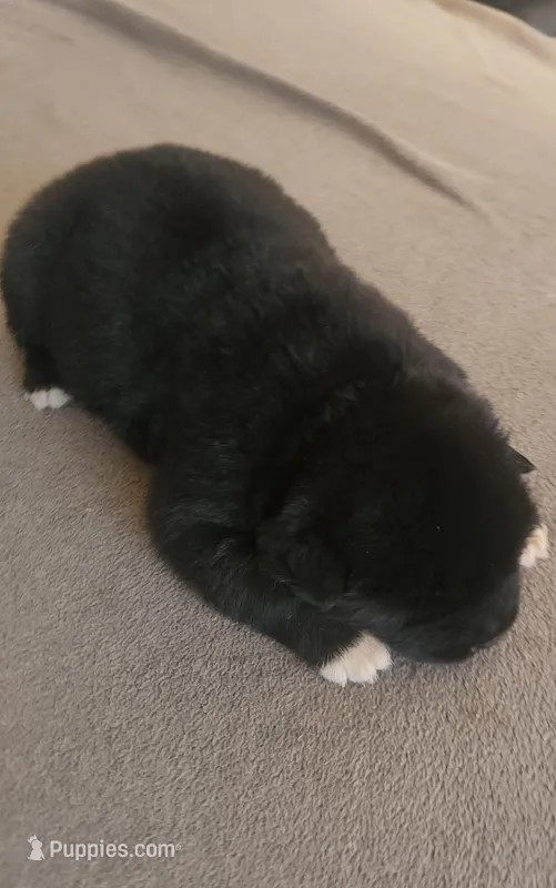 DMF1  – Akita puppy for sale in Anza, CA