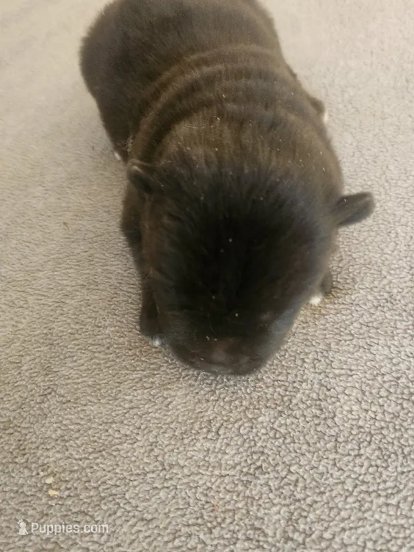 PKF1 – Akita puppy for sale in Anza, CA