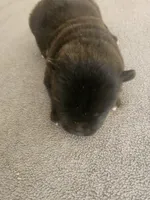 PKF1, a female Akita for sale in Anza, CA – 3 of 6