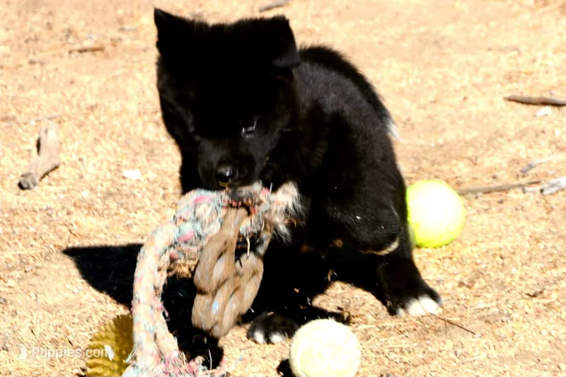 EOM3  – Akita puppy for sale in Anza, CA