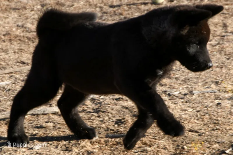 NTM1 – Akita puppy for sale in Anza, CA