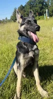 Hanzo, a male German Shepherd Dog for sale in Salley, SC – 1 of 3