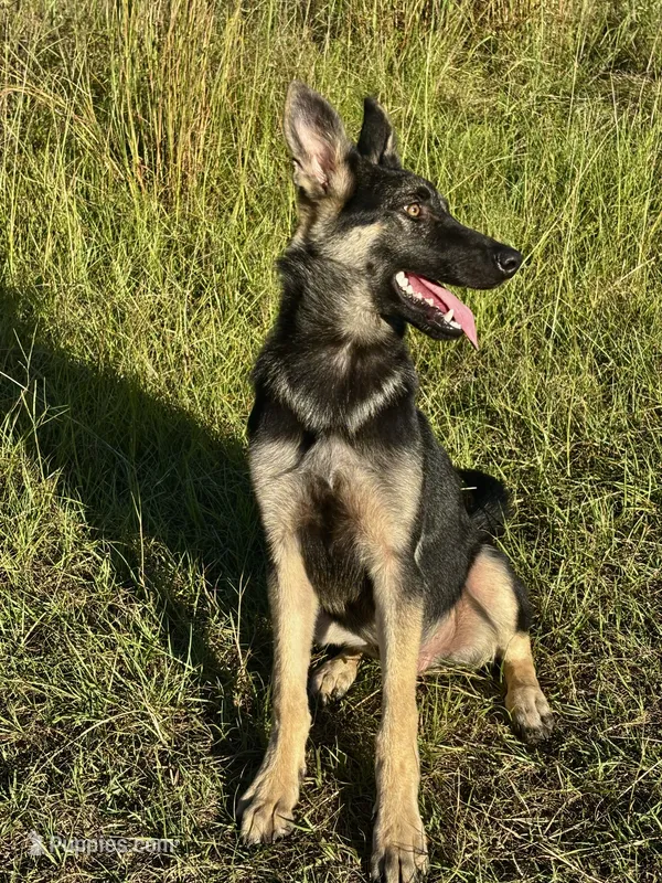 Hanzo – German Shepherd Dog puppy for sale in Salley, SC